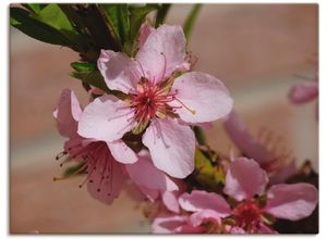 4055327323420 - Wandbild ARTLAND Rosafarbene Pfirsichblüten Bilder Gr B H 80 cm x 60 cm Leinwandbild Blumen 1 St pink Bild Kunstdruck Kunstdrucke Bilder als Leinwandbild Wandaufkleber oder Poster in versch Größen