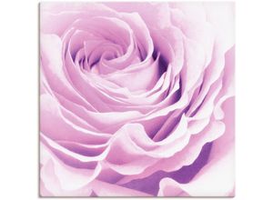 4055327352413 - Wandbild ARTLAND Pastell Rose Bilder Gr B H 100 cm x 100 cm Leinwandbild Blumen 1 St pink Kunstdrucke Bilder als Leinwandbild Wandaufkleber oder Poster in versch Größen