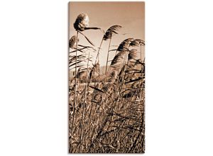 4055327421386 - Wandbild ARTLAND Sepia Gräser II Bilder Gr B H 75 cm x 150 cm Leinwandbild Gräser 1 St beige (natur) Bild Poster Bilder als Alubild Leinwandbild Wandaufkleber oder in versch Größen