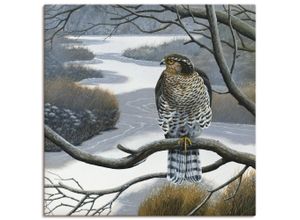 4055327454131 - Wandbild ARTLAND Falke im Baum Bilder Gr B H 50 cm x 50 cm Leinwandbild Vögel quadratisch 1 St grau Bild Leinwandbild Kunstdrucke Bilder als Leinwandbild Wandaufkleber oder Poster in versch Größen