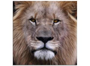 4055327846202 - Glasbild ARTLAND König der Löwen Bilder Gr B H 50 cm x 50 cm Glasbild Wildtiere quadratisch 1 St braun Bild Glasbild Glasbilder Bilder in verschiedenen Größen