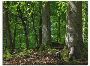 4055327858687 - Wandbild ARTLAND Frühling im Buchenwald Bilder Gr B H 80 cm x 60 cm Leinwandbild Wald 1 St grün Bild Kunstdruck Kunstdrucke Bilder als Leinwandbild Wandaufkleber oder Poster in versch Größen