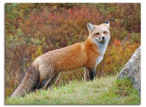 4055327940764 - Wandbild ARTLAND Fuchs I Bilder Gr B H 120 cm x 90 cm Leinwandbild Wildtiere Querformat 1 St braun Bild Leinwandbild Kunstdrucke Bilder als Leinwandbild Wandaufkleber oder Poster in versch Größen