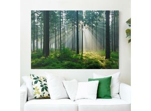 4055957222315 - Leinwandbild - Enlightened Forest - Quer 23 Größe HxB 40cm x 60cm