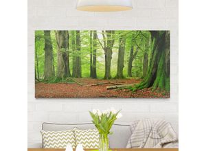 4055957563913 - Micasia - Leinwandbild Wald Mighty Beech Trees - Quer 12 Größe HxB 30cm x 60cm