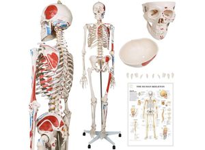 4056282259397 - Jago® Anatomie Skelett - Lebensgroß mit Poster Ständer Beweglich abnehmbare Gliedmaßen - Menschliches Skelett Anatomisches Körpermodell für