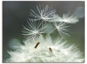 4057738025863 - Wandbild ARTLAND Pusteblume Facility Bilder Gr B H 120 cm x 90 cm Leinwandbild Blumen 1 St weiß Bild Kunstdruck Metallbild Metallbilder Bilder als Alubild Leinwandbild Wandaufkleber oder Poster in versch Größen