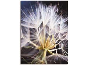 4057738097945 - Wandbild ARTLAND Pusteblume Bilder Gr B H 60 cm x 80 cm Leinwandbild Blumen Hochformat 1 St weiß Bild Poster Bilder als Alubild Leinwandbild Wandaufkleber oder in versch Größen