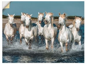 4057738319542 - Wandbild ARTLAND Camargue Pferde galoppieren am Strand Bilder Gr B H 60 cm x 45 cm Wandaufkleber - Vinyl Haustiere Querformat 1 St weiß Bild Poster Bilder als Alubild Leinwandbild Wandaufkleber oder in versch Größen