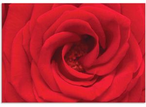 4057738426653 - Wandbild ARTLAND Rote Rose Bilder Gr B H 100 cm x 70 cm Alu-Dibond-Druck Blumen 1 St rot Bild Leinwandbild Kunstdrucke Bilder als Alubild Leinwandbild Wandaufkleber oder Poster in versch Größen