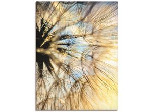 4057738609872 - Wandbild ARTLAND Pusteblume Poesie Bilder Gr B H 60 cm x 80 cm Leinwandbild Blumen 1 St goldfarben Bild Kunstdruck Leinwandbild Kunstdrucke Bilder als Alubild Leinwandbild Wandaufkleber oder Poster in versch Größen