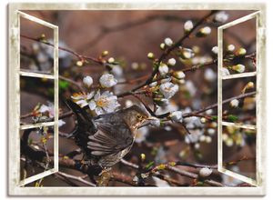 4057738821373 - Wandbild ARTLAND Fensterblick - Kirschblüten mit Amsel Bilder Gr B H 80 cm x 60 cm Leinwandbild Vögel 1 St schwarz Bild Kunstdruck Kunstdrucke Bilder als Alubild Leinwandbild Wandaufkleber oder Poster in versch Größen