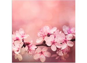 4057738844075 - Wandbild ARTLAND Kirschblüten Bilder Gr B H 70 cm x 70 cm Alu-Dibond-Druck Blumen quadratisch 1 St pink Bild Poster Bilder als Alubild Leinwandbild Wandaufkleber oder in versch Größen