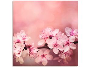 4057738844181 - Wandbild ARTLAND Kirschblüten Bilder Gr B H 100 cm x 100 cm Leinwandbild Blumen quadratisch 1 St pink Bild Poster Bilder als Alubild Leinwandbild Wandaufkleber oder in versch Größen