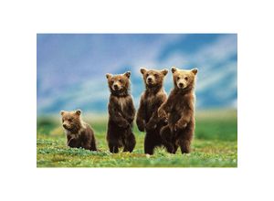 4057786604218 - - Bear Cubs Poster Bärenjungen