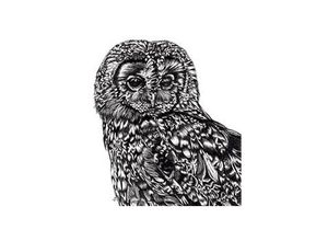 4057786674303 - - Tawny Owl Kunstdruck Eule Lucy Francis