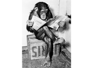 4057786727498 - - Schimpanse liest Zeitung Chimpanzee reading newspaper b&w (1955)