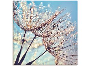 4058661089656 - Wandbild ARTLAND Pusteblume Tröpfchenfänger Bilder Gr B H 70 cm x 70 cm Leinwandbild Blumen 1 St blau Bild Kunstdruck Metallbild Metallbilder Bilder als Alubild Leinwandbild Wandaufkleber oder Poster in versch Größen