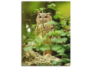 4058661461087 - Wandbild ARTLAND Vogel Uhu Bilder Gr B H 60 cm x 80 cm Leinwandbild Vögel Hochformat 1 St braun Bild Poster Bilder als Alubild Leinwandbild Wandaufkleber oder in versch Größen