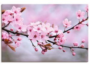 4058661461612 - Wandbild ARTLAND Kirschblüten Bilder Gr B H 30 cm x 20 cm Leinwandbild Blumen Querformat 1 St pink Bild Poster Bilder als Alubild Leinwandbild Wandaufkleber oder in versch Größen