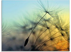 4058661637895 - Glasbild ARTLAND Goldener Sonnenuntergang und Pusteblumen Bilder Gr B H 60 cm x 45 cm Blumen 1 St gelb Glasbilder Bilder in verschiedenen Größen