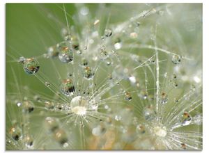 4058661699664 - Glasbild ARTLAND Wassertropfen Pusteblume Bilder Gr B H 80 cm x 60 cm Glasbild Blumen Querformat 1 St grün Bild Glasbild Glasbilder Bilder in verschiedenen Größen