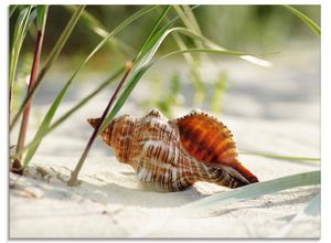 4058661721167 - Glasbild ARTLAND Große Muschel am Strand Bilder Gr B H 60 cm x 45 cm Glasbild Wassertiere Querformat 1 St beige (naturfarben) Bild Glasbild Glasbilder Bilder in verschiedenen Größen