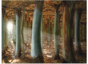 4058661858993 - Wandbild ARTLAND Zauberwald Bilder Gr B H 80 cm x 60 cm Alu-Dibond-Druck Wald 1 St braun Bild Kunstdruck Kunstdrucke Bilder als Alubild Leinwandbild Wandaufkleber oder Poster in versch Größen
