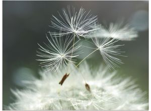 4058661879165 - Wandbild ARTLAND Pusteblume Facility Bilder Gr B H 80 cm x 60 cm Alu-Dibond-Druck Blumen 1 St weiß Bild Kunstdruck Metallbild Metallbilder Bilder als Alubild Leinwandbild Wandaufkleber oder Poster in versch Größen