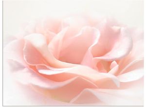 4058661891150 - Wandbild ARTLAND Rose I Bilder Gr B H 80 cm x 60 cm Alu-Dibond-Druck Blumen Querformat 1 St pink Bild Leinwandbild Kunstdrucke Bilder als Alubild Leinwandbild Wandaufkleber oder Poster in versch Größen