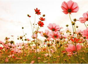 4059432187809 - LIVING WALLS Fototapete Designwalls Flower Meadow 1 Tapeten Vlies Wand Schräge Decke Gr B L 35 m x 255 m bunt (rosa grün weiß) Fototapeten Blumen Tapeten 4059432187809 - LIVING WALLS Fototapete Designwalls Flower Meadow 1 Tapeten Vlies Wand Schräge Decke Gr B L 35 m x 255 m bunt (rosa grün weiß) Fototapeten Blumen Tapeten