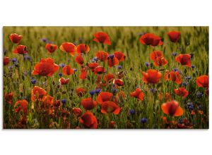 4059745055314 - Glasbild ARTLAND Sommermohn Bilder Gr B H 60 cm x 30 cm Glasbild Blumen Querformat 1 St rot Bild Glasbild Glasbilder Bilder in verschiedenen Größen