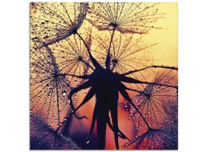 4059745192545 - Glasbild ARTLAND Pusteblume im Sonnenuntergang Bilder Gr B H 50 cm x 50 cm Glasbild Blumen quadratisch 1 St rot Bild Glasbild Glasbilder Bilder in verschiedenen Größen