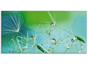 4059745303811 - Glasbild ARTLAND Glitzernde Pustblumen mit Wassertropfen Bilder Gr B H 100 cm x 50 cm Glasbild Blumen Querformat 1 St blau Bild Glasbild Glasbilder Bilder in verschiedenen Größen