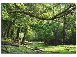 4059745505147 - Wandbild ARTLAND Auf grünem Weg durch den grünen Wald Bilder Gr B H 120 cm x 80 cm Leinwandbild Wald 1 St grün Bild Kunstdruck Kunstdrucke Bilder als Alubild Leinwandbild Wandaufkleber oder Poster in versch Größen