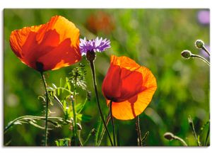 4059745551267 - Wandbild ARTLAND Mohnblumen im Frühling Bilder Gr B H 30 cm x 20 cm Leinwandbild Blumen 1 St bunt Bild Kunstdruck Kunstdrucke Bilder als Alubild Leinwandbild Wandaufkleber oder Poster in versch Größen