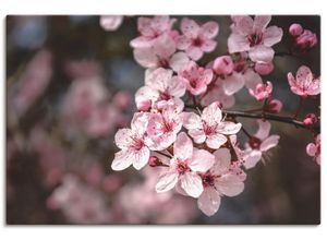 4059745554473 - Wandbild ARTLAND Kirschblüten Nahaufnahme im Sonnenlicht Bilder Gr B H 90 cm x 60 cm Leinwandbild Blumen Querformat 1 St pink Bild Poster Bilder als Alubild Leinwandbild Wandaufkleber oder in versch Größen