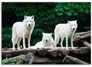 4059745769662 - Wandbild ARTLAND Arktische Wölfe Bilder Gr B H 100 cm x 70 cm Leinwandbild Wildtiere 1 St weiß Bild Leinwandbild Kunstdrucke Bilder als Alubild Leinwandbild Wandaufkleber oder Poster in versch Größen