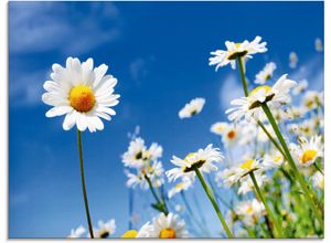 4059745778428 - Glasbild ARTLAND Gänseblümchen Bilder Gr B H 80 cm x 60 cm Glasbild Blumenwiese 1 St blau Glasbilder in verschiedenen Größen