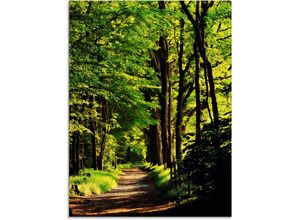 4059745781145 - Glasbild ARTLAND Weg im Wald Bilder Gr B H 60 cm x 80 cm Glasbild Wald 1 St grün Glasbilder in verschiedenen Größen