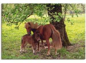 4059745854078 - Wandbild ARTLAND Pony - Mutterglück Bilder Gr B H 90 cm x 60 cm Leinwandbild Haustiere 1 St grün Bild Kunstdruck Kunstdrucke Bilder als Alubild Leinwandbild Wandaufkleber oder Poster in versch Größen