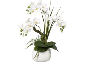 4061753241634 - Phalaenopsis real touch Höhe 460 mm Blüten weiß