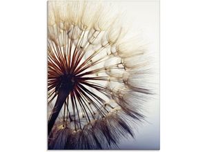 4062144100554 - Glasbild ARTLAND Große Pusteblume Bilder Gr B H 60 cm x 80 cm Glasbild Blumen 1 St blau Glasbilder in verschiedenen Größen