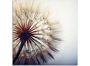 4062144101353 - Glasbild ARTLAND Große Pusteblume Bilder Gr B H 50 cm x 50 cm Blumen 1 St blau Glasbilder Bilder in verschiedenen Größen