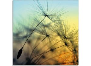 4062144101759 - Glasbild ARTLAND Goldener Sonnenuntergang und Pusteblumen Bilder Gr B H 40 cm x 40 cm Blumen 1 St gelb Glasbilder Bilder in verschiedenen Größen