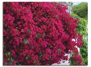 4062144105931 - Wandbild ARTLAND Blumen Bilder Gr B H 80 cm x 60 cm Leinwandbild Blumen Querformat 1 St rot Bild Poster Bilder als Alubild Leinwandbild Wandaufkleber oder in versch Größen