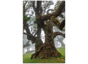 4062144137321 - Wandbild ARTLAND Alter Lorbeerbaum Bilder Gr B H 80 cm x 120 cm Leinwandbild Bäume 1 St grün Bild Kunstdruck Metallbild Metallbilder Bilder als Alubild Leinwandbild Wandaufkleber oder Poster in versch Größen