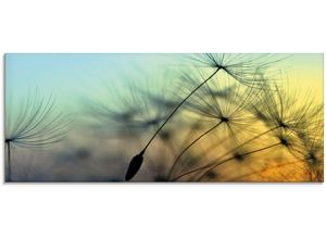 4062144151907 - Glasbild ARTLAND Goldener Sonnenuntergang und Pusteblumen Bilder Gr B H 125 cm x 50 cm Glasbild Blumen 1 St gelb Glasbilder in verschiedenen Größen