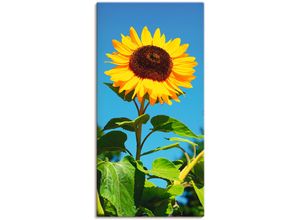 4062144169124 - Wandbild ARTLAND Sonnenblume Bilder Gr B H 50 cm x 100 cm Leinwandbild Blumen 1 St beige (naturfarben) Bild Kunstdruck Kunstdrucke Bilder als Alubild Leinwandbild Wandaufkleber oder Poster in versch Größen