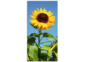 4062144169179 - Glasbild ARTLAND Große Sonnenblume Bilder Gr B H 50 cm x 100 cm Glasbild Blumen Hochformat 1 St beige (naturfarben) Bild Glasbild Glasbilder Bilder in verschiedenen Größen